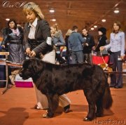 Превью фото № 119519