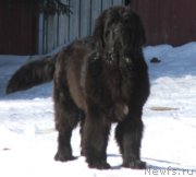 Превью фото № 119546