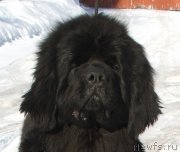 Превью фото № 119566