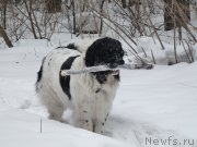 Превью фото № 119568