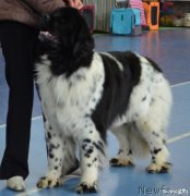 Превью фото № 119572