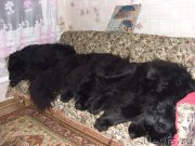 Превью фото № 119574