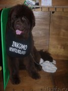 Превью фото № 119581