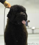 Превью фото № 119595