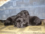 Превью фото № 119621