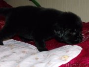 Превью фото № 119628