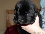 Превью фото № 119629