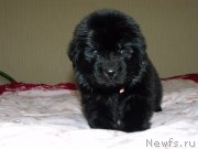 Превью фото № 119631