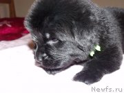 Превью фото № 119643