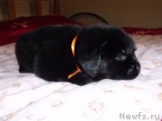 Превью фото № 119648