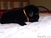 Превью фото № 119654