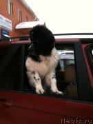 Превью фото № 119675