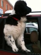 Превью фото № 119676