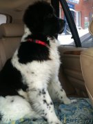 Превью фото № 119679