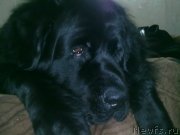 Превью фото № 119680