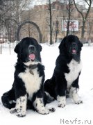 Превью фото № 119685