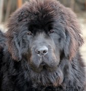 Превью фото № 119688