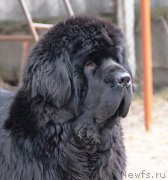 Превью фото № 119691