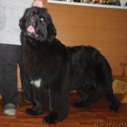 Превью фото № 119706