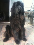 Превью фото № 119716