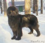 Превью фото № 1198