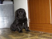 Превью фото № 119846