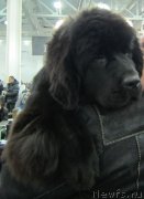 Превью фото № 119933