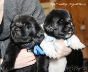 Превью фото № 119994