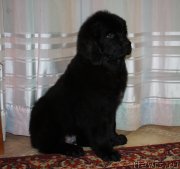 Превью фото № 119998