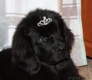 Превью фото № 120000