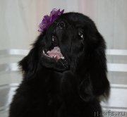 Превью фото № 120005