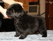 Превью фото № 120030