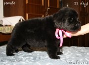 Превью фото № 120035