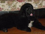 Превью фото № 120059