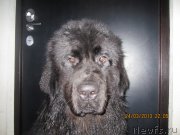 Превью фото № 120085