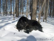 Превью фото № 120129