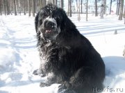 Превью фото № 120132