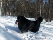 Превью фото № 120133