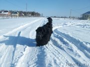 Превью фото № 120134