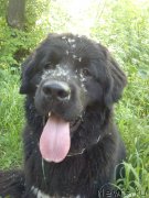 Превью фото № 120137