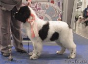 Превью фото № 120145