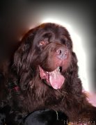 Превью фото № 120227