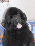 Превью фото № 120240