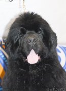 Превью фото № 120241