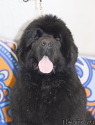 Превью фото № 120242