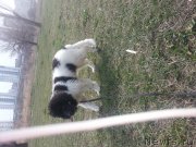 Превью фото № 120249