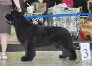 Превью фото № 120298