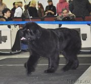 Превью фото № 120300