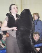 Превью фото № 120309