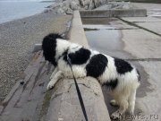 Превью фото № 120370